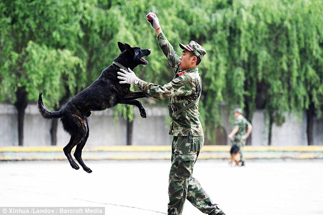 警犬排队吃饭不争食不哄抢 萌得心都快融化了