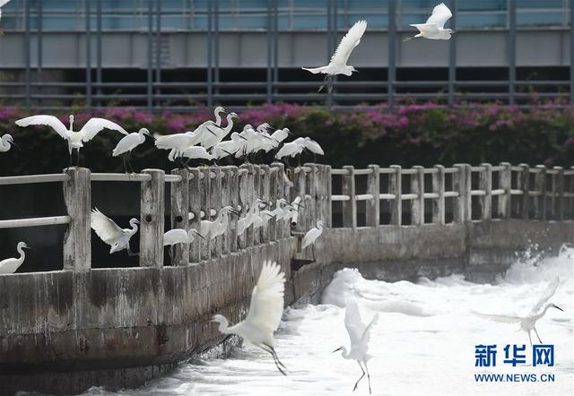 鹭岛寻“白鹭”