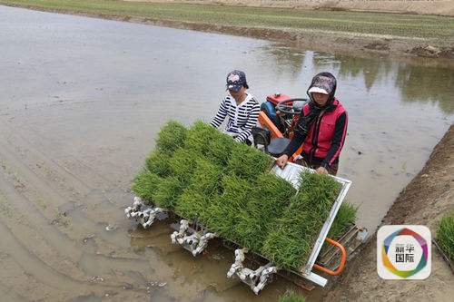 百年一遇旱灾对朝鲜有何影响:超四分之一稻田接近干枯