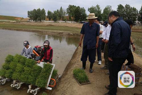 百年一遇旱灾对朝鲜有何影响:超四分之一稻田接近干枯