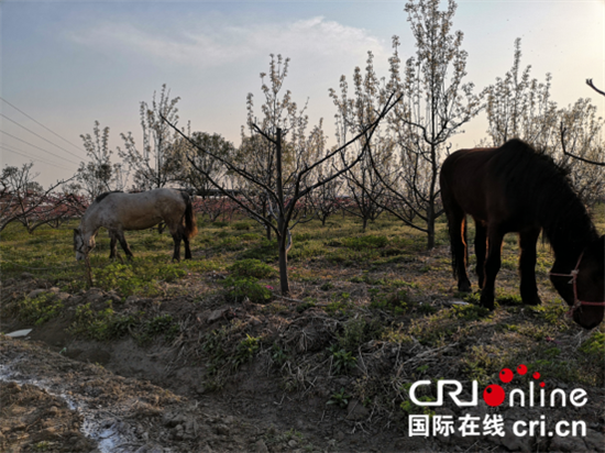 （供稿 旅游列表 三吴大地泰州 移动版）江苏逸夏果园举办首届春季赏花节