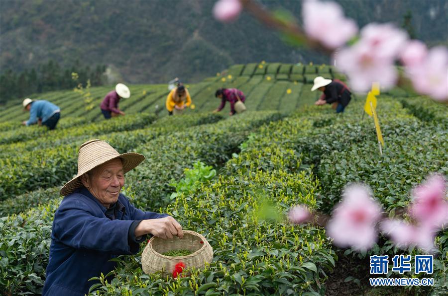 湖北秭归：丝绵茶香助增收