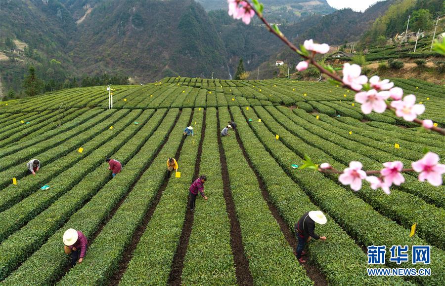 湖北秭归：丝绵茶香助增收