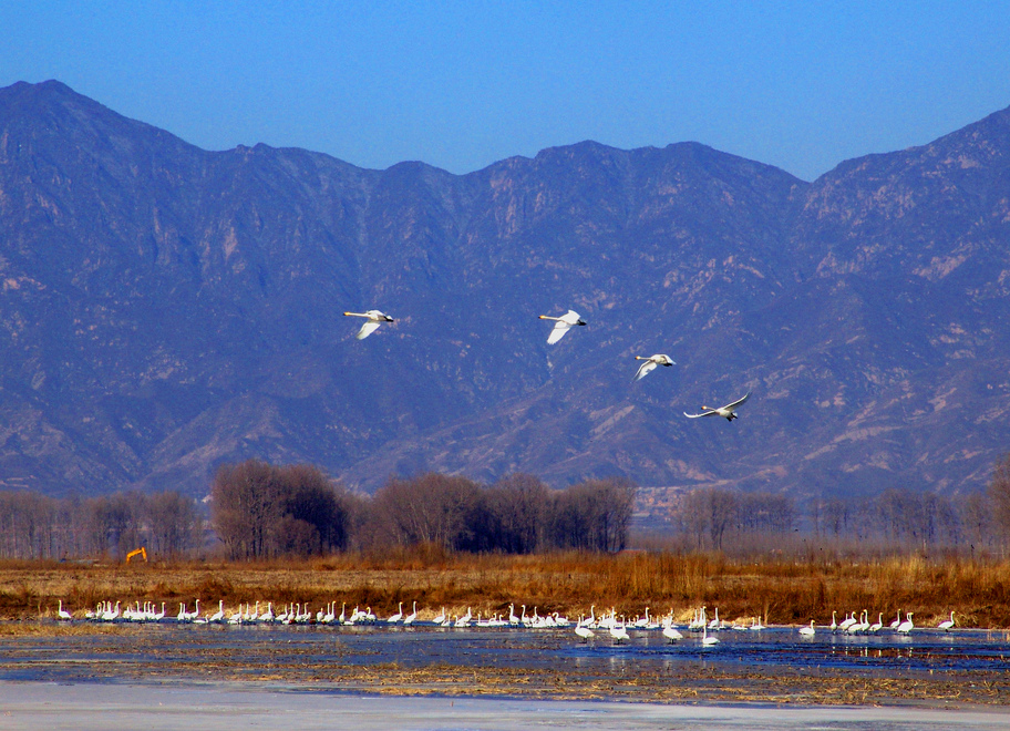 The Green Development of Beijing Yeyahu Lake Creates Ecological Beauty