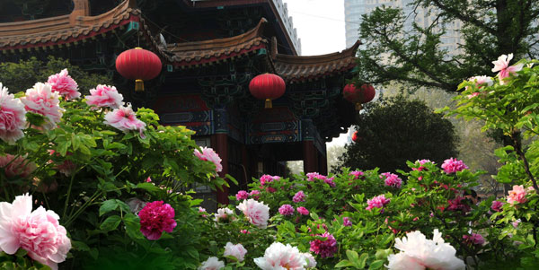 Luoyang International Peony Festival