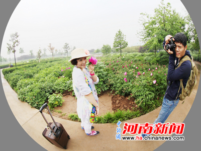 Peonies Blossom Brightly in Luoyang