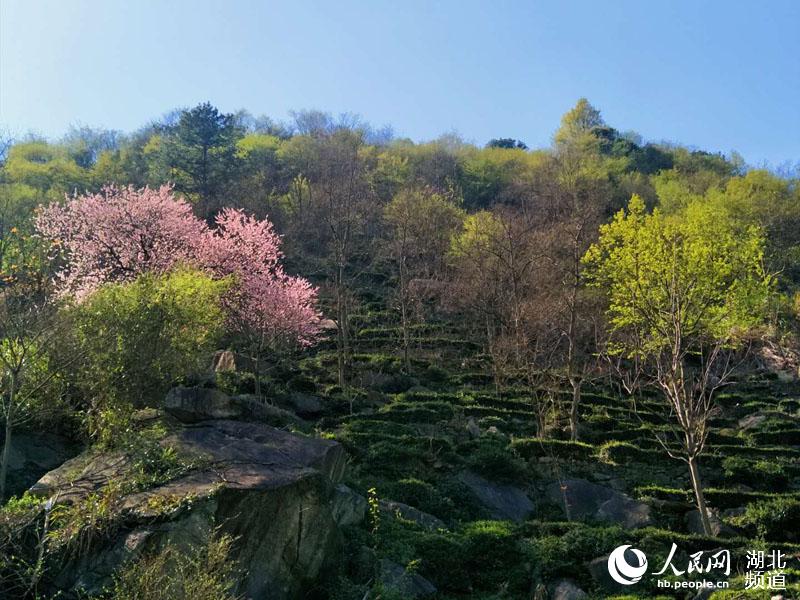 湖北麻城龟峰山百花迎春