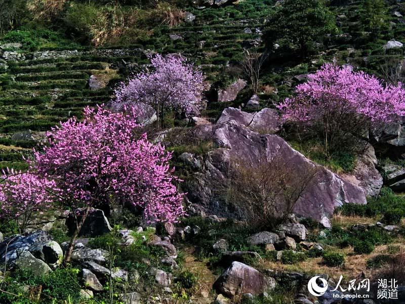 湖北麻城龟峰山百花迎春