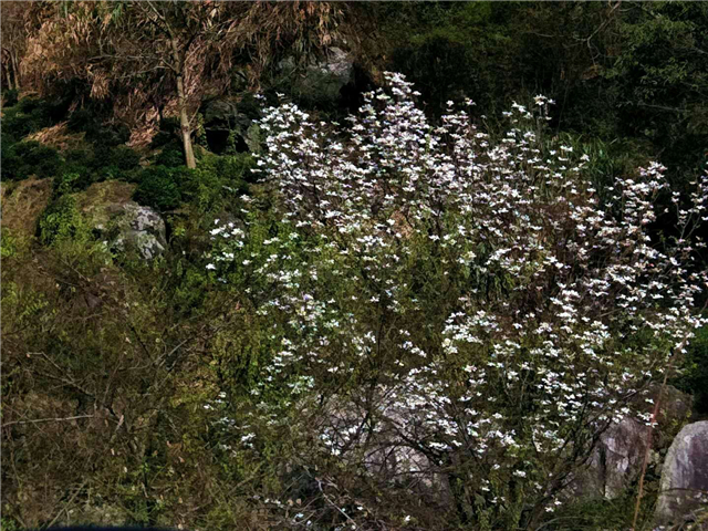 【湖北】【客户稿】麻城龟峰山景区百花迎春（组图）