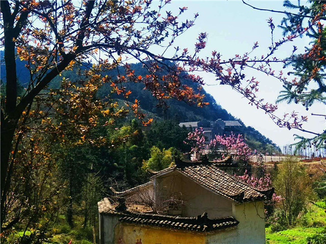 【湖北】【客户稿】麻城龟峰山景区百花迎春（组图）