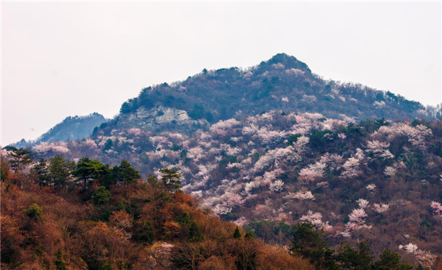 【湖北】【客户稿】麻城龟峰山景区百花迎春（组图）