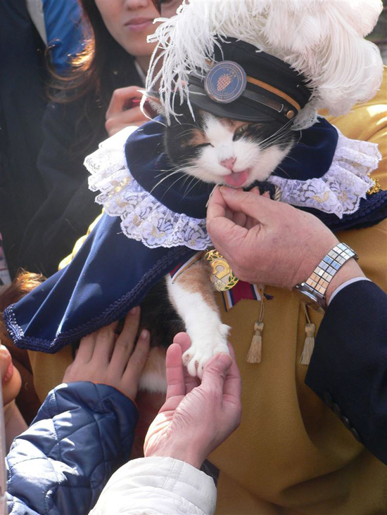 日本猫站长阿玉去世 传奇“猫生”啥样