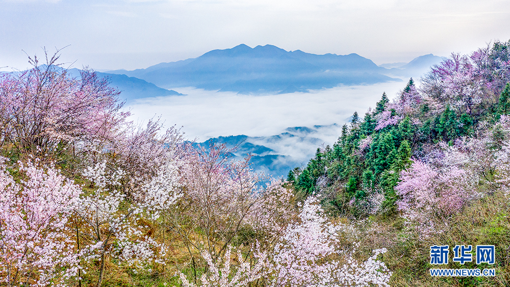 花香天上来！湖北崇阳十万亩山樱绽放