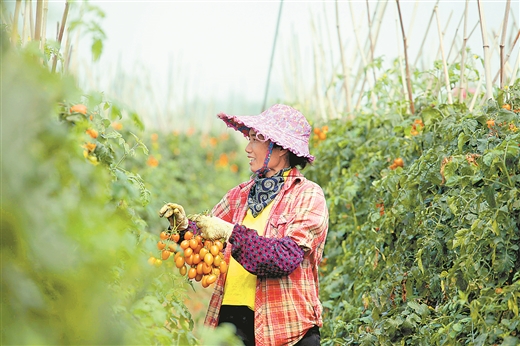 百色田林番茄远销俄罗斯