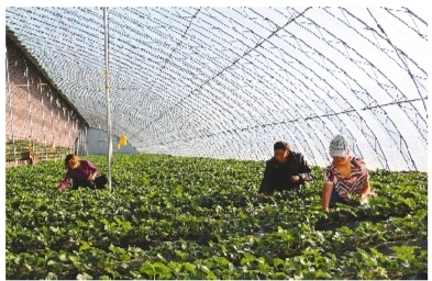 凤城市岔路村冬日大棚劳作忙