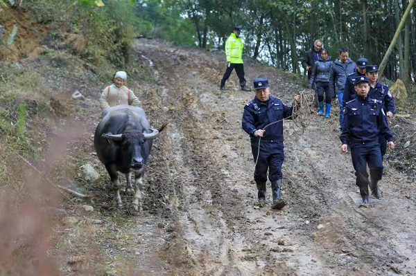 重庆永川民警历经7小时 帮七旬村民寻回丢失母牛