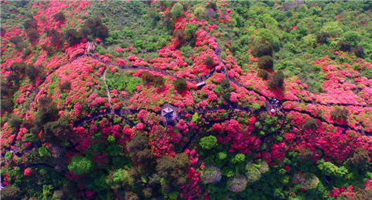 【湖北】【客户稿件】清明小长假将至 麻城龟峰山景区百花迎春引客来