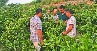 美丽乡村建设的科技答卷——浙江省科技特派员制度实施十五周年纪实