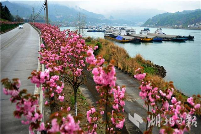 “樱花长廊”争艳开 峡江美景入画来