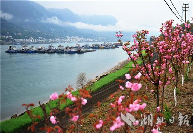 “樱花长廊”争艳开 峡江美景入画来