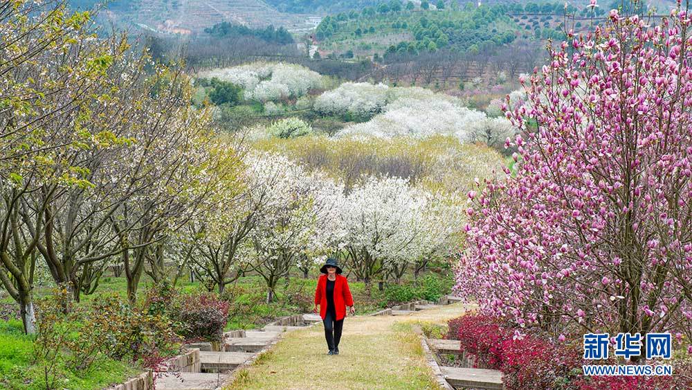 航拍武汉黄陂木兰花谷 花香惹人醉