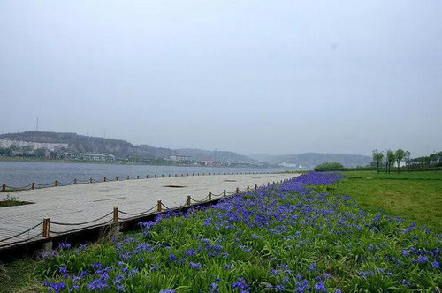 【河南供稿】河南巩义市邙岭花海——黄河湿地骑行活动即将开场