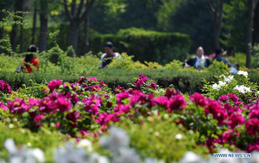 37th China Luoyang Peony Cultural Festival held in China's Henan