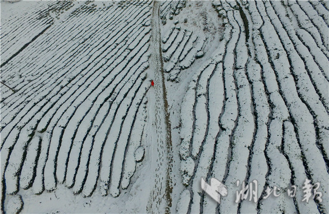 襄阳：雪润茶园 宛如画卷