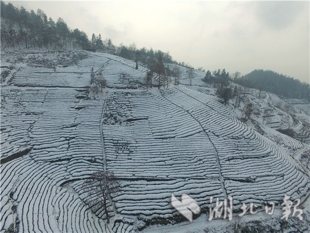 襄阳：雪润茶园 宛如画卷