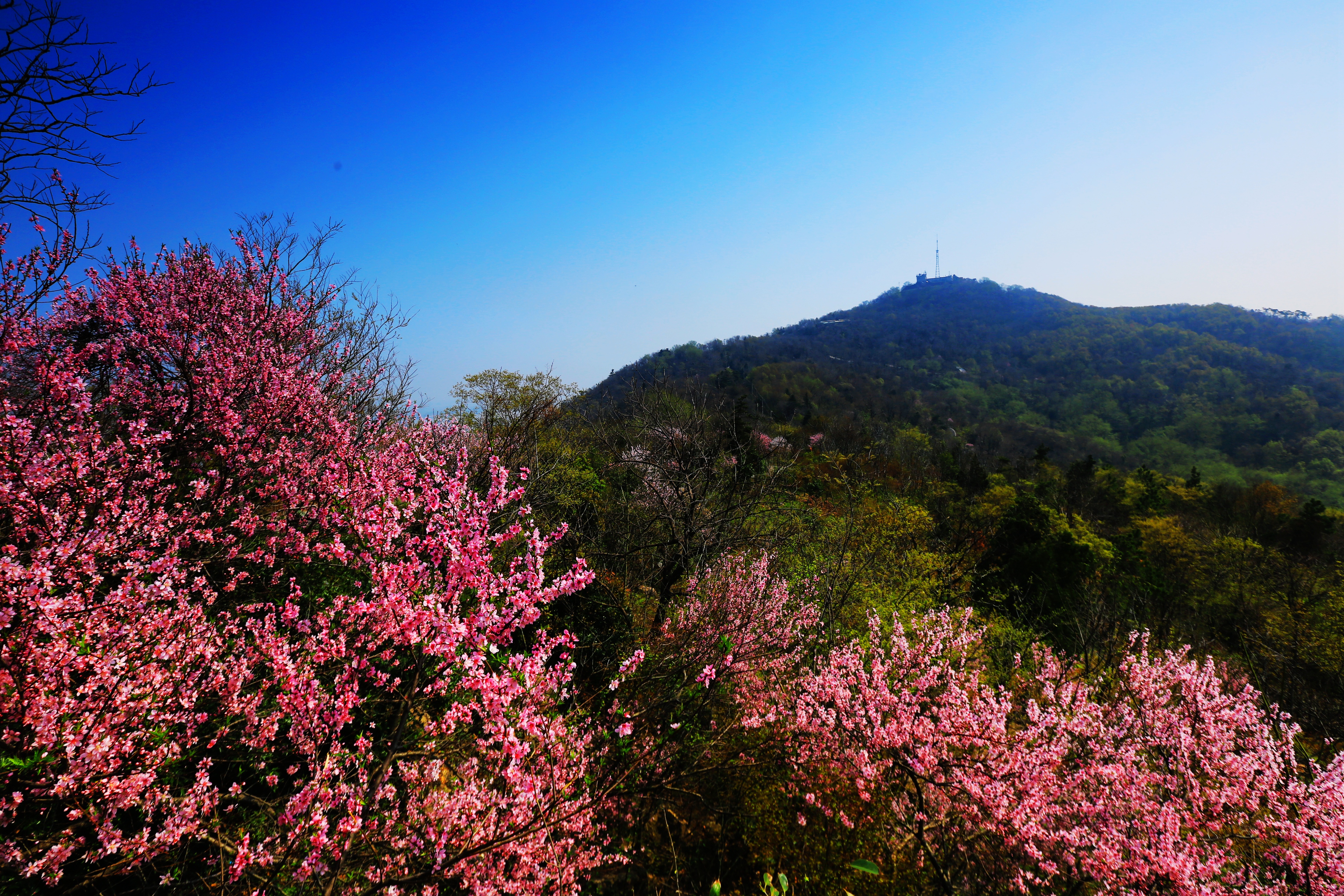 （供稿 旅游列表 CHINANEWS带图列表 移动版）姹紫嫣红春意浓 南京栖霞山桃花进入盛花期