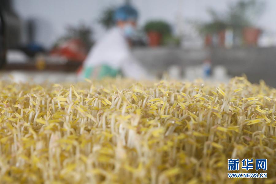 河南宝丰：工厂化生产豆芽助农增收