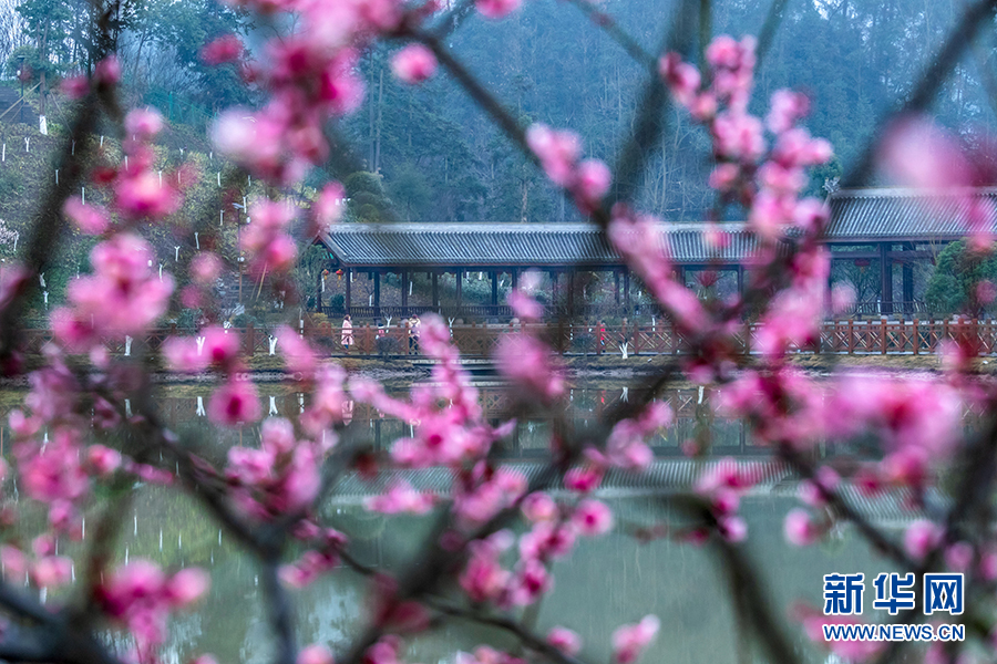 重庆南川：红梅花开迎新春