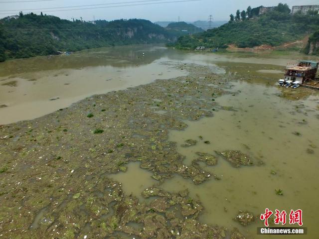 长江支流黄柏河漂浮物泛滥