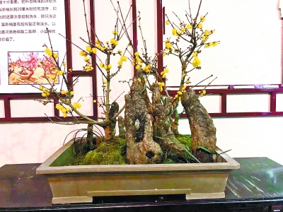 最老的古蜡梅“年龄”超200岁 东湖梅花桩景宛如迷你山水画