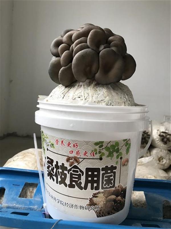 了这个小桶 可以在家摘鲜平菇吃!