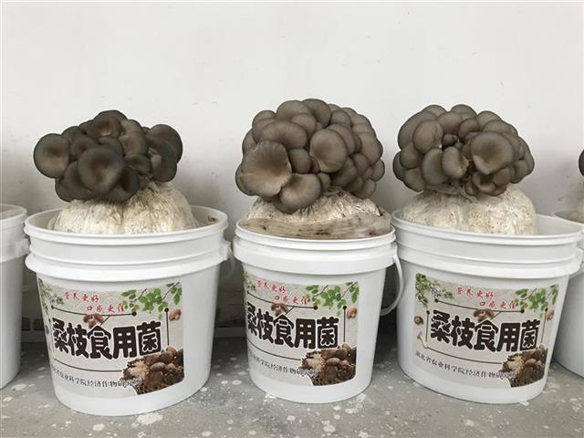 了这个小桶 可以在家摘鲜平菇吃!