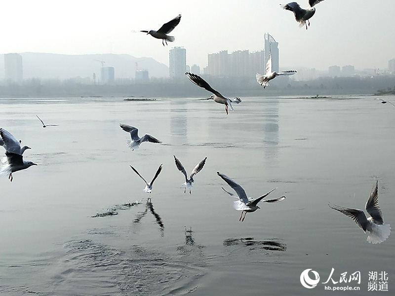 冬日暖阳 丹江口江鸥翩飞成美景