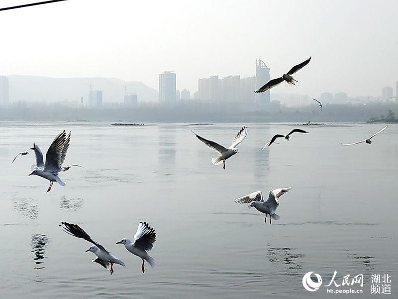 冬日暖阳 丹江口江鸥翩飞成美景