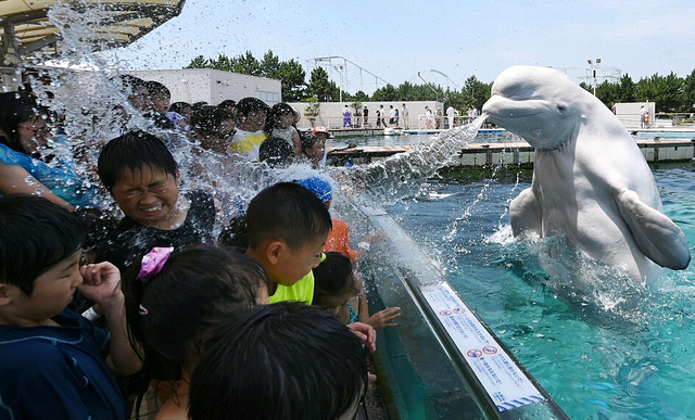 日本游客体验“白鲸喷泉澡”消夏解暑