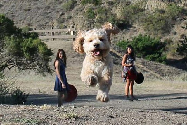 借位摄影：“巨犬”入侵地球