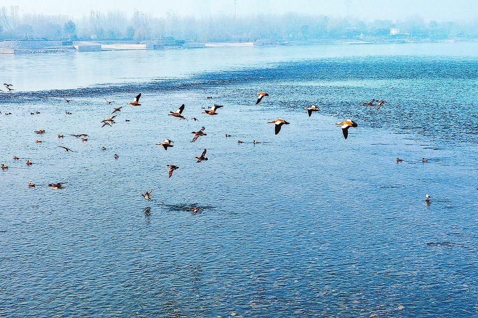 河南洛阳：湿地美景赛江南