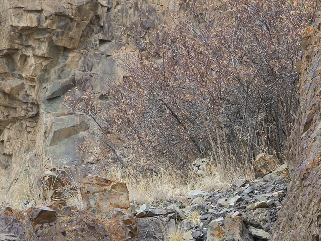 摄影师追踪17天成功捕捉到喜马拉雅山雪豹捕猎岩羊画面