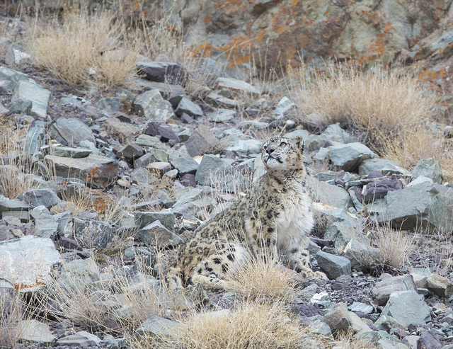 摄影师追踪17天成功捕捉到喜马拉雅山雪豹捕猎岩羊画面