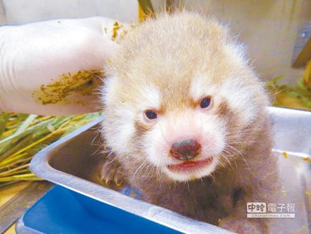 台北小熊猫宝宝满月 越来越像爸妈