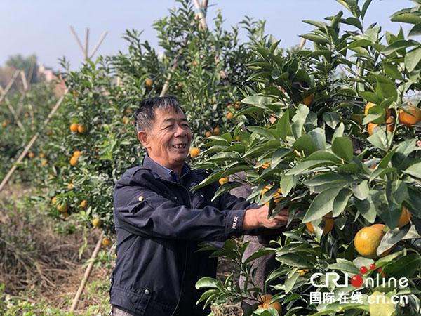 贵港市港南区：400多亩沃柑种植基地助易地扶贫搬迁群众实现增收