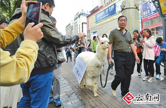 炒股亏了急需用钱 昆明一市民闹市区叫卖羊驼