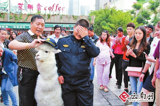 炒股亏了急需用钱 昆明一市民闹市区叫卖羊驼