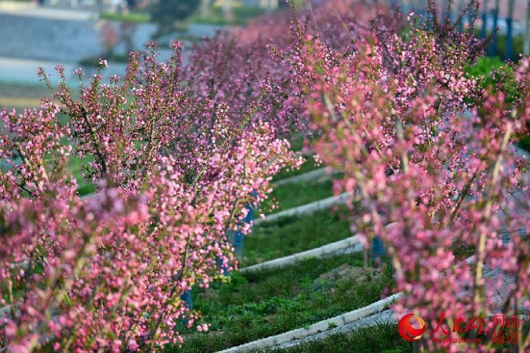 【旅游资讯-文字列表】“花海新城”西平县：以水润城 美景入画