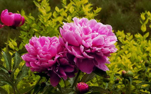 Peony Festival extravaganza: 4.5-5.5