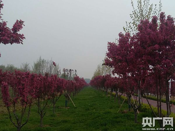 【旅游资讯-图片】西平县春色漾花海 海棠醉游人